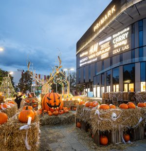 farma dyń przed galerią młociny wydarzenie