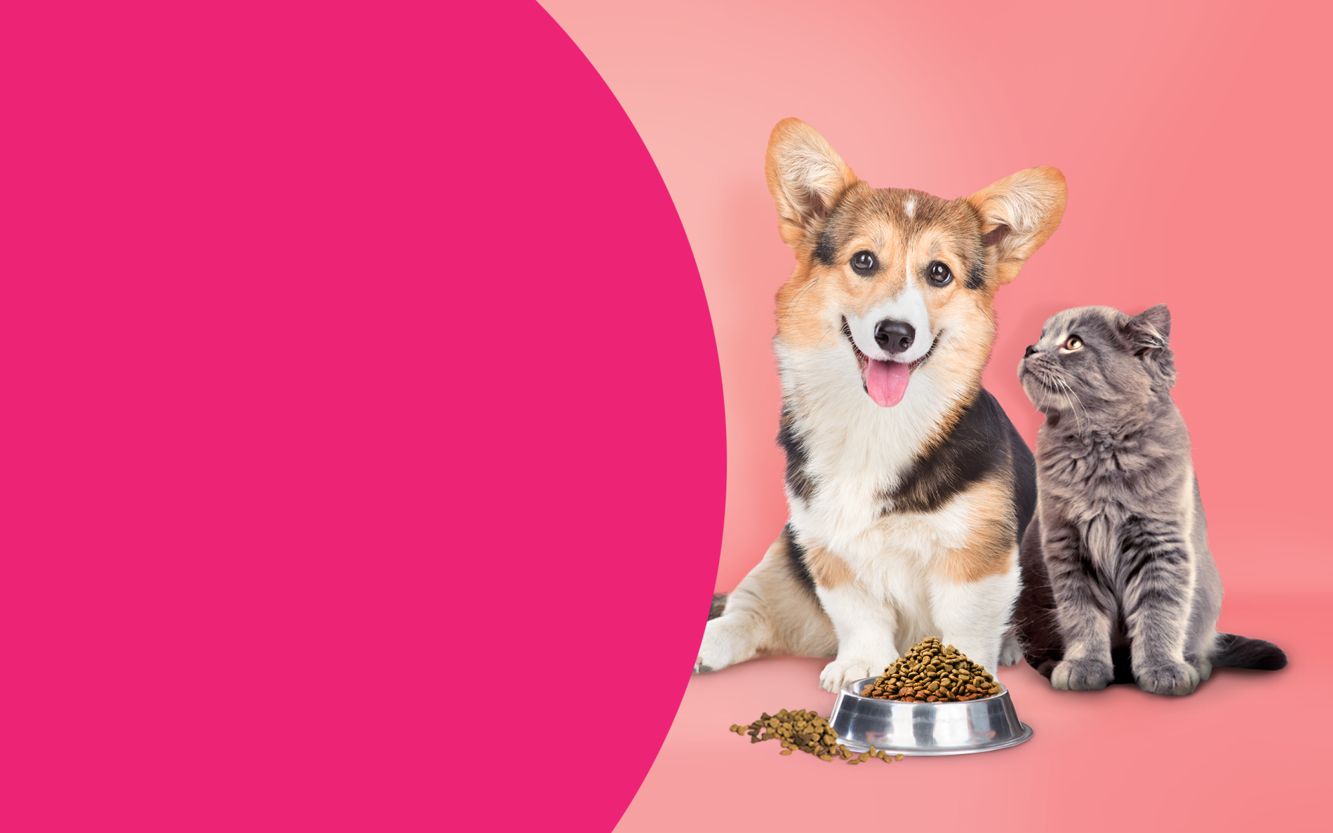 pies z kotem przy jednej misce