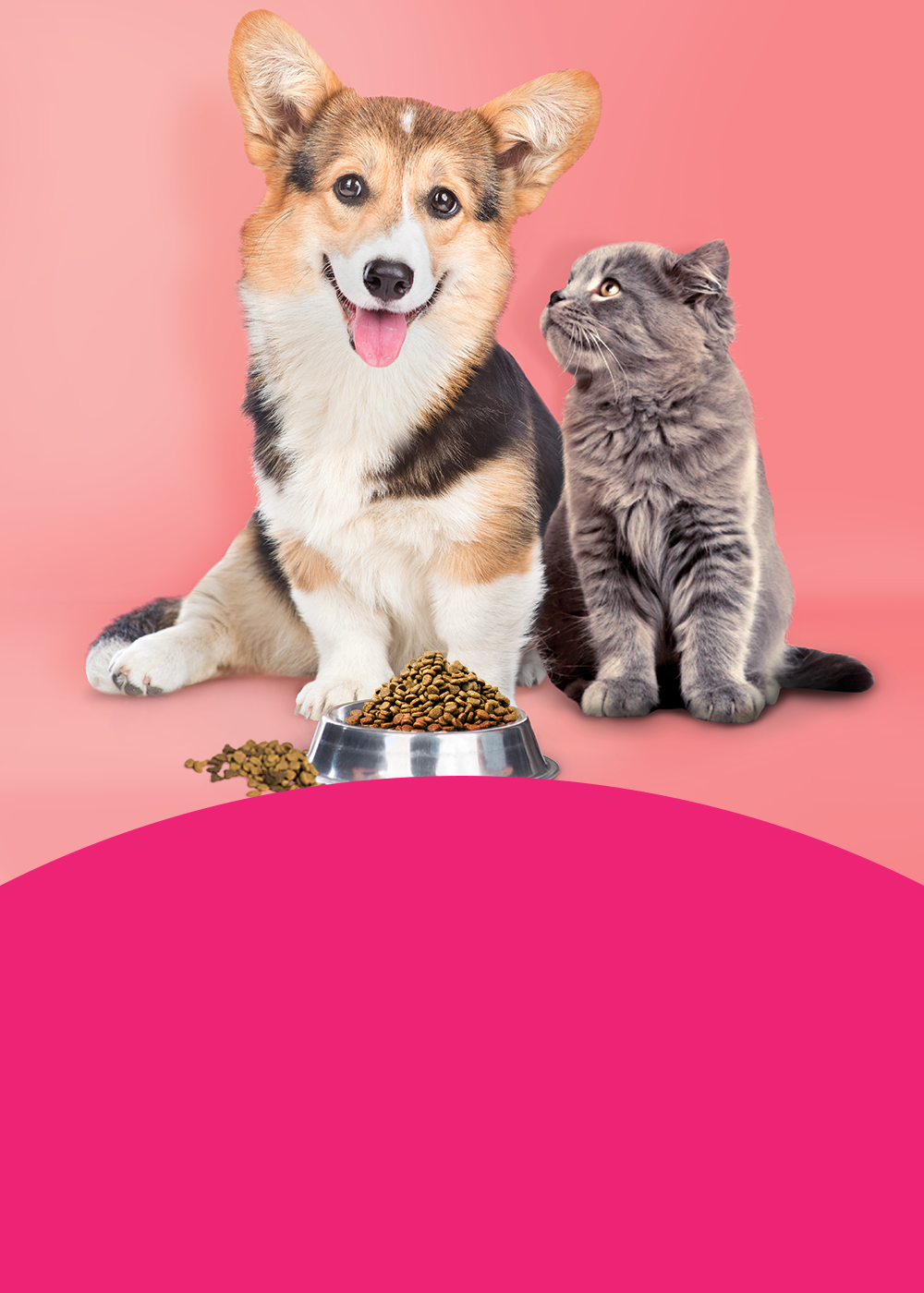 pies z kotem przy jednej misce