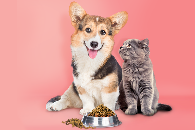 pies z kotem przy jednej misce