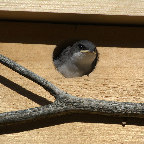 ptak w budce lęgowej