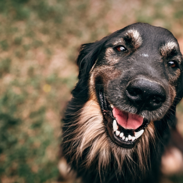 Zbliżenie uśmiechniętego psa z czarno-brązową sierścią i wywieszonym językiem, patrzącego w obiektyw na tle trawy.